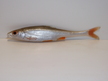 Płoć 10 cm LE (1)