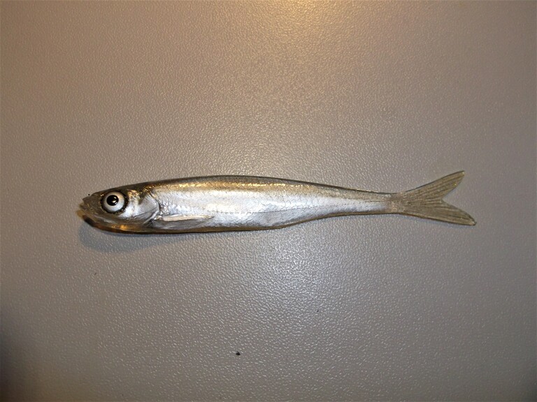 Ukleja 7,5 cm DS (x4)