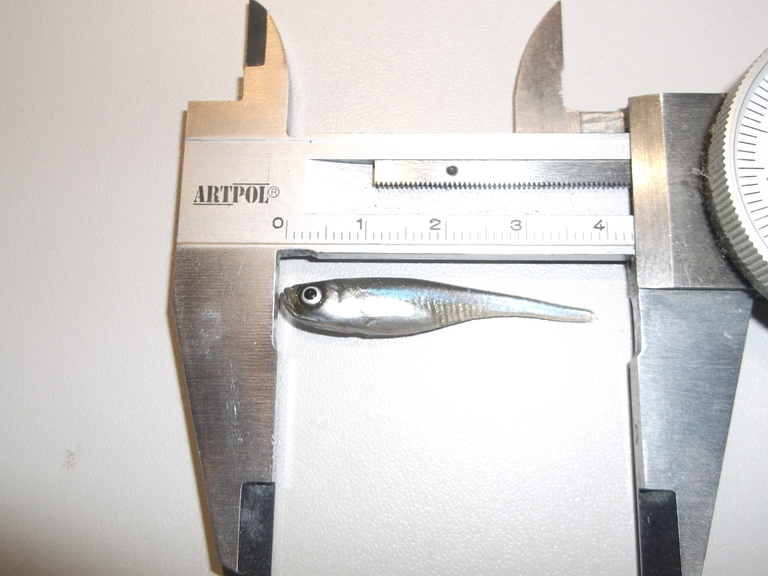 Embrion 4 cm ZSN (2)