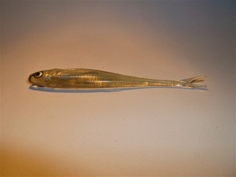 Ukleja 7,5 cm VZSN (2)