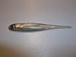 Stynka Pintail 6 cm ZSN (3)