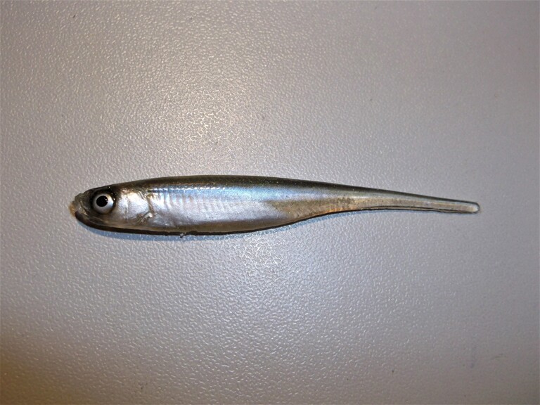 Stynka Pintail 6 cm ZSN
