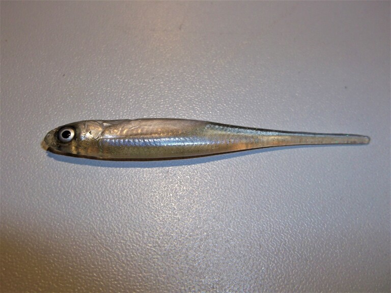 Stynka Pintail 6 cm ZSN (3)