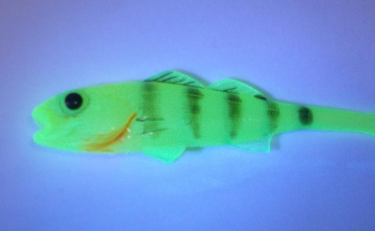 Okoń 5,5 cm UV (3)