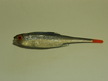 Płoć Pintail 8 cm CNS (3)