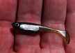 Ripper Embrion 4 cm KHPB (3)