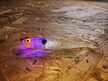 Ripper Ukleja 7,5 cm NH (3)