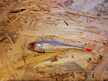 Płoć Pintail 8 cm NSN (1)