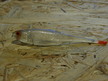 Płoć Pintail 8 cm NSN (2)