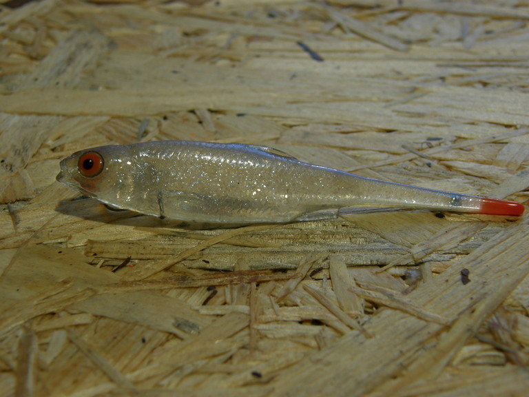 Płoć Pintail 8 cm NSN (2)
