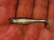 Ripper Ukleja 5 cm CP (3)