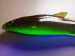 Ripper Ukleja 12,5 cm YMO (4)