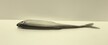 Ukleja 12,5 cm CP (3)