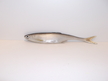 Ukleja 17 cm CP (2)