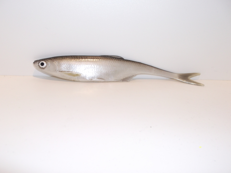 Ukleja 17 cm CP