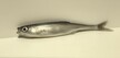 Ukleja 11,5 cm CP (2)