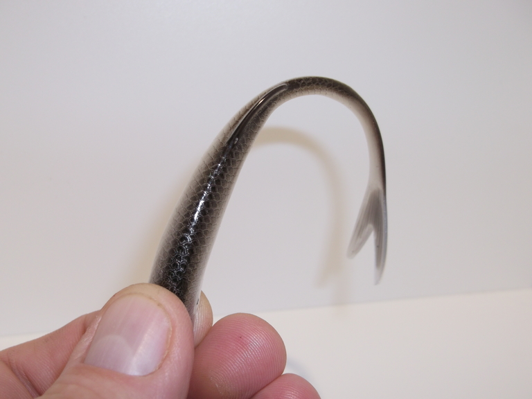 Ukleja 15 cm CP (2)
