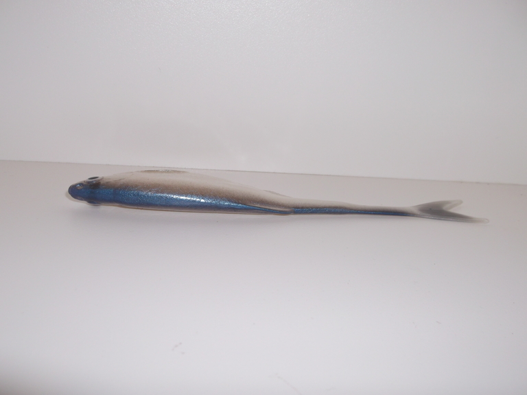 Ukleja 15 cm NP (3)