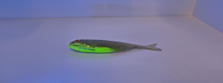 Płoć 8 cm CZUV (2)