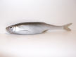 Ukleja 15 cm ZS (2)
