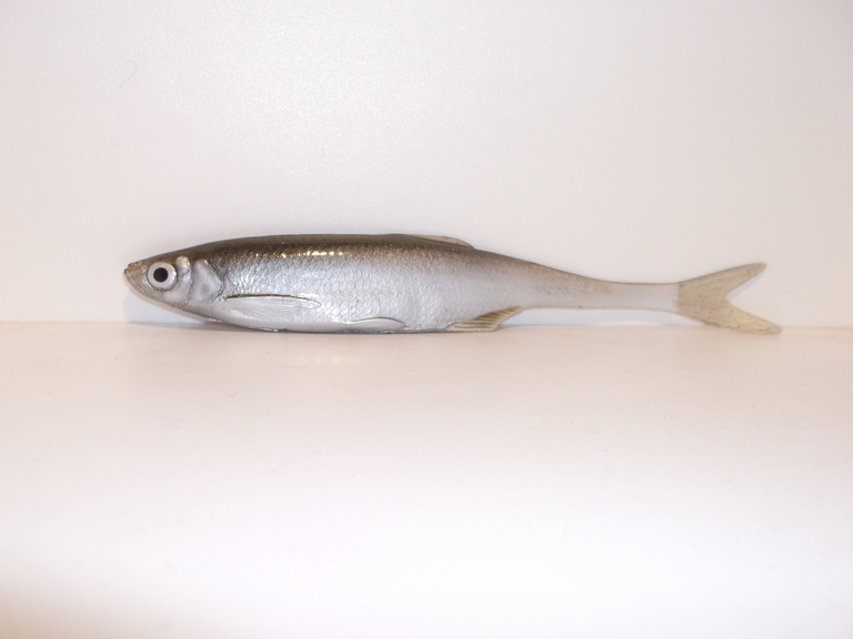 Ukleja 17 cm ZS